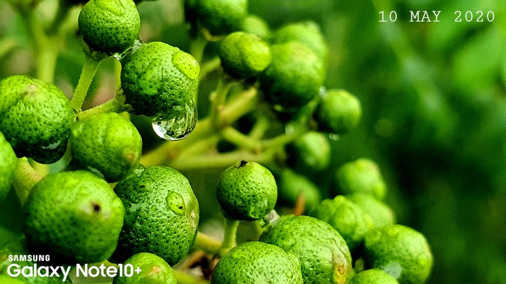 Rainy Seeds