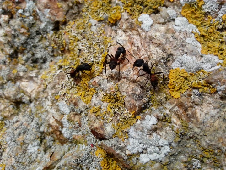ants