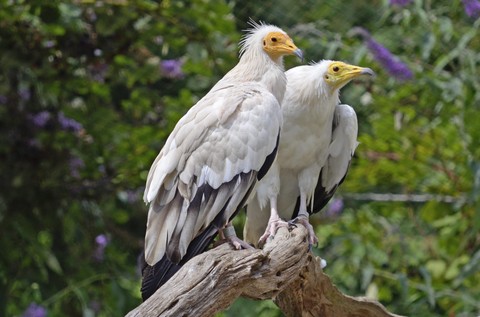 רקעים Neck, beak