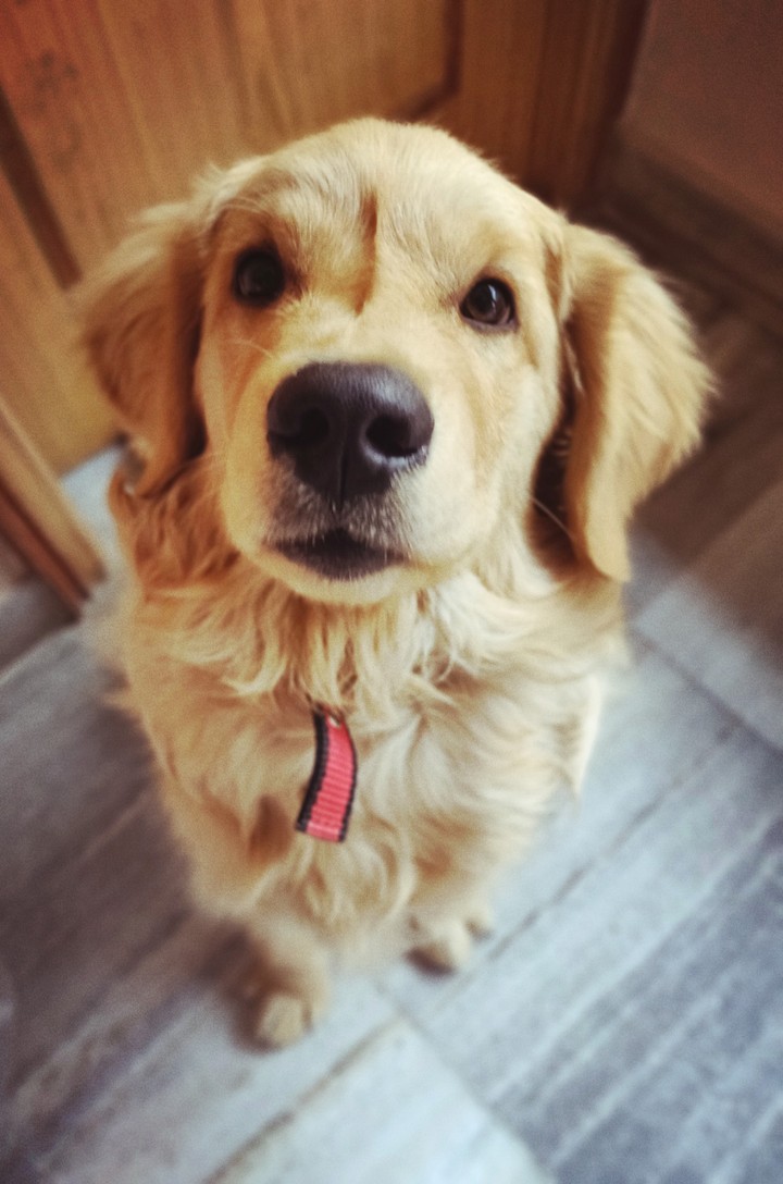boop that snoot ✨