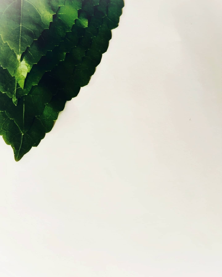 leafs
