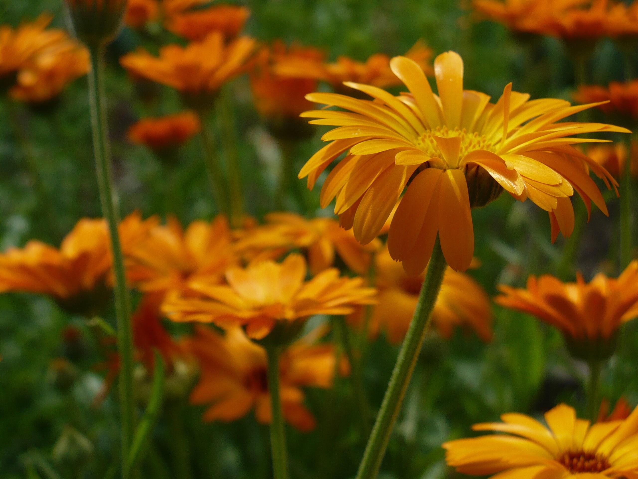 plants, flower壁紙