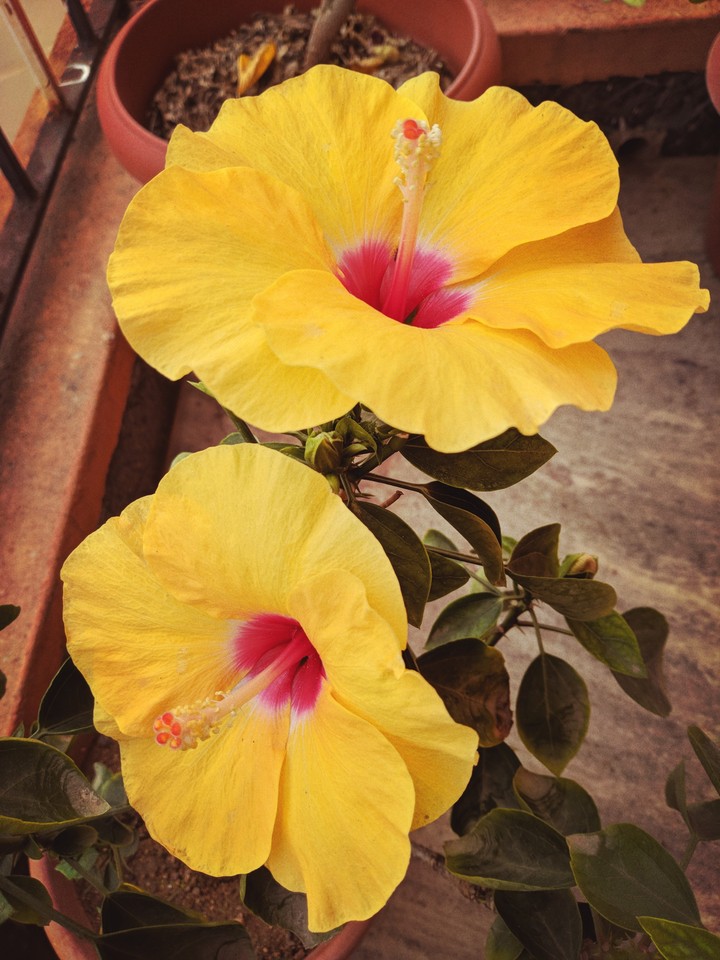 Beautiful hibiscus