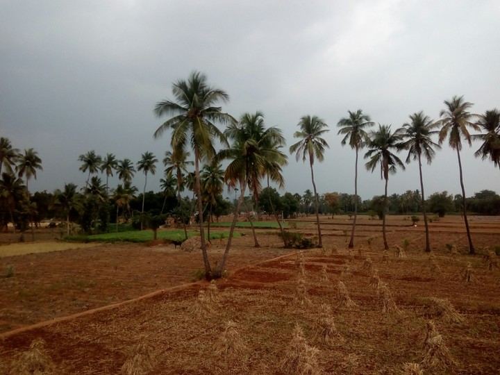 tamilnadu fields...