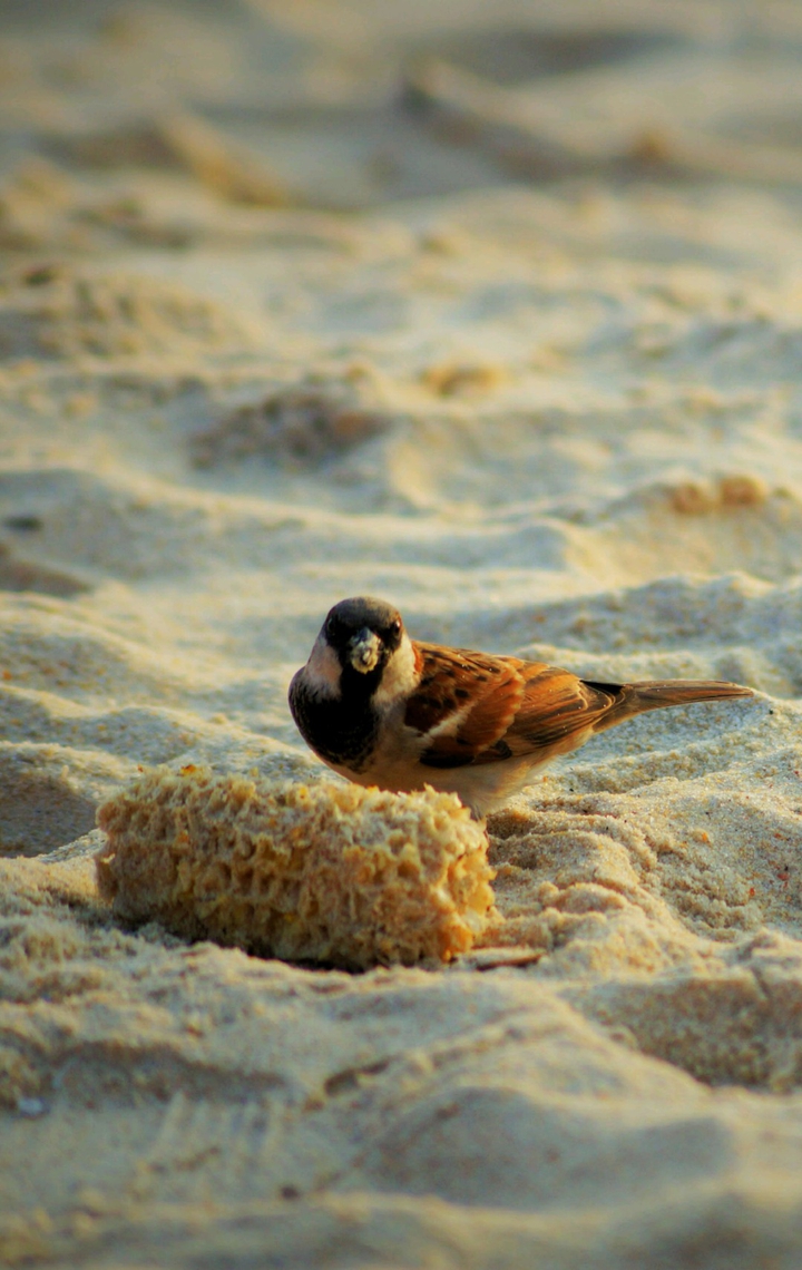 Sparrow