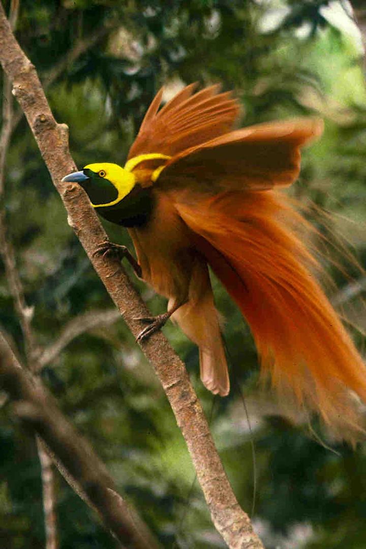 Bird of Paradise
