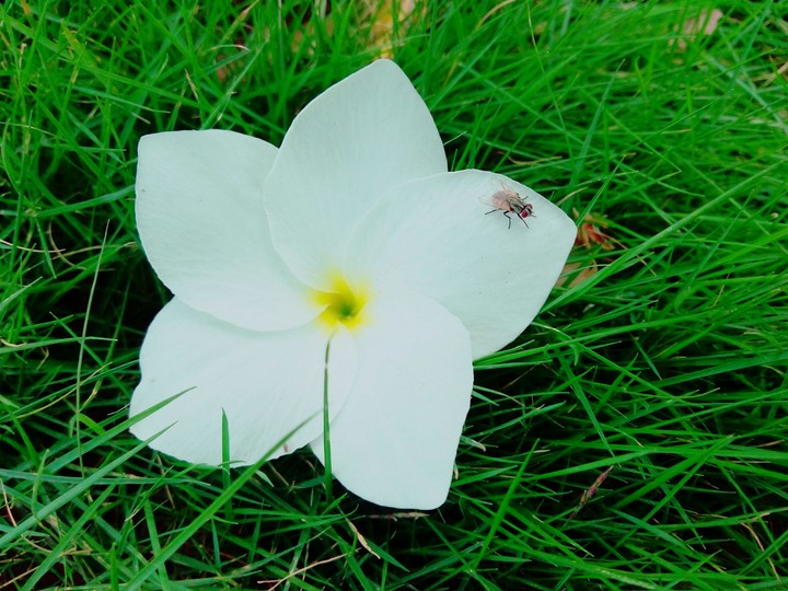 flower -insect