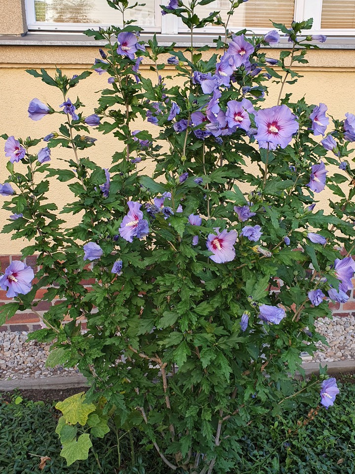 Hibiskus
