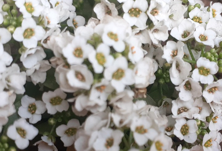 white flowers
