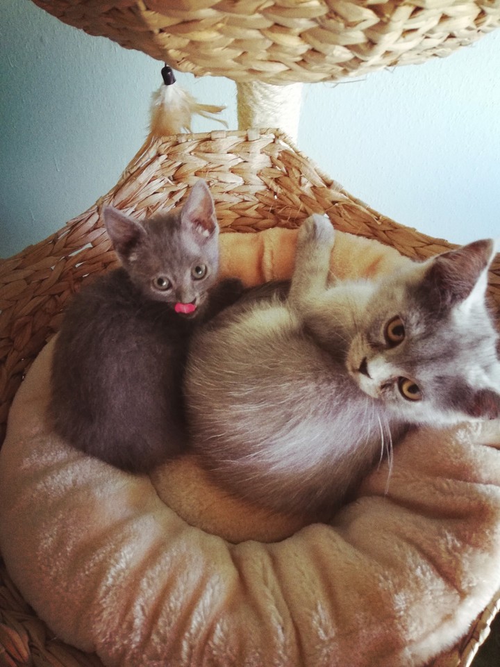 Strawberry and Seeley
