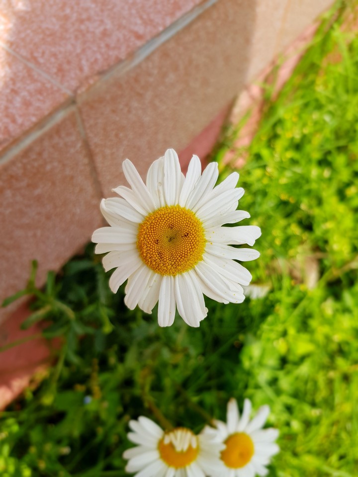 white flower