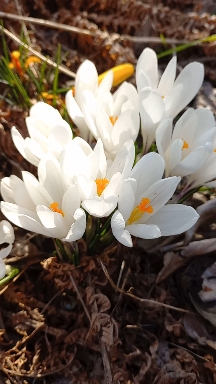 white spring flowers