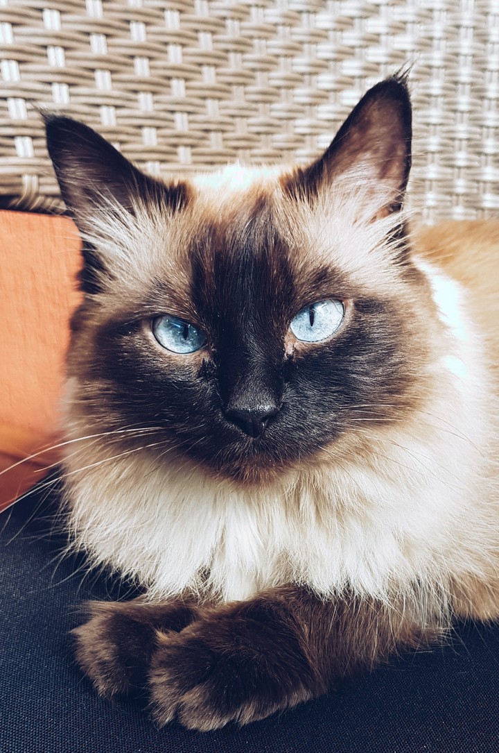 cat