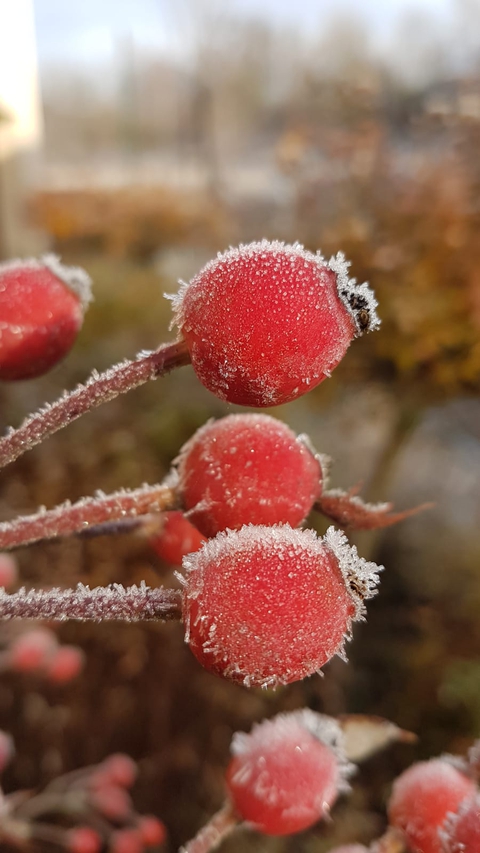 rosehip in winter