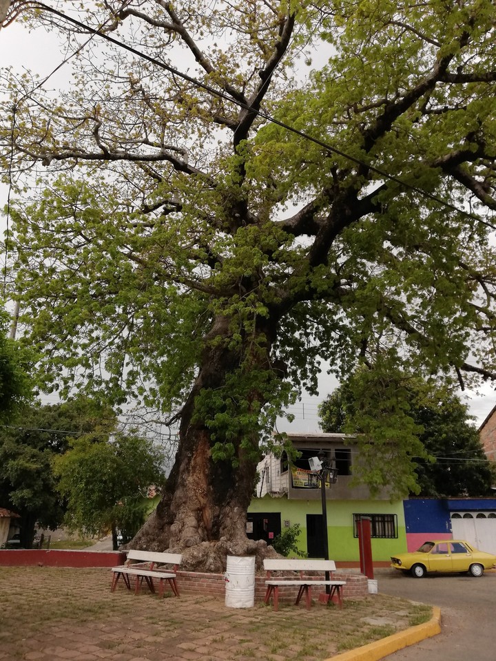 árbol