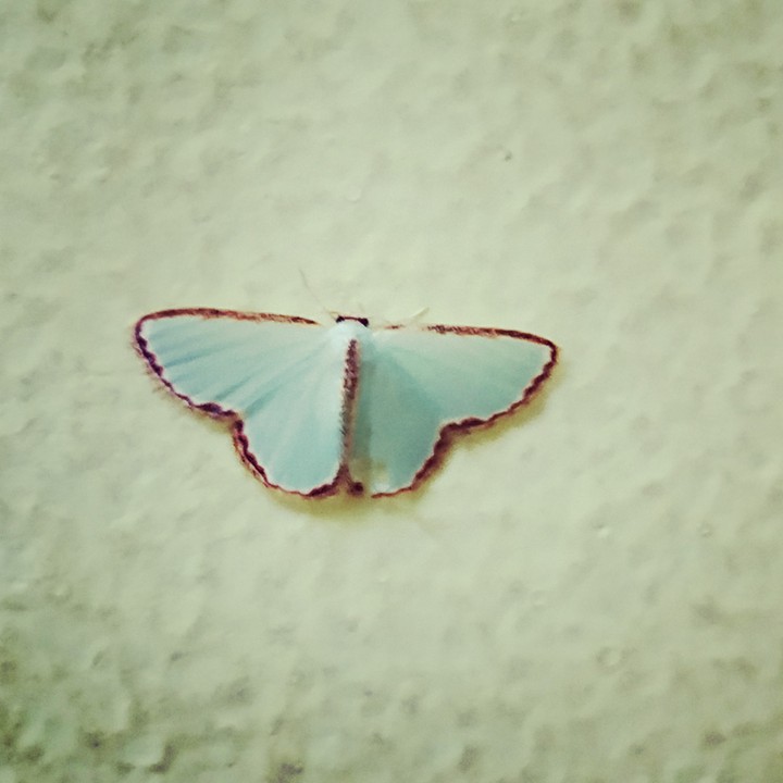 Moth