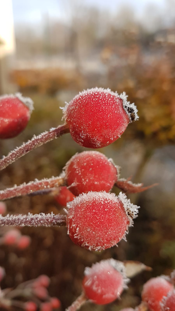 rosehip in winter