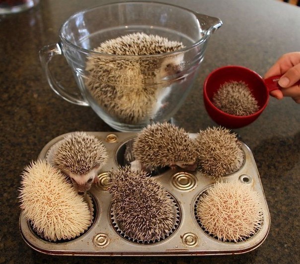 hedgehogs