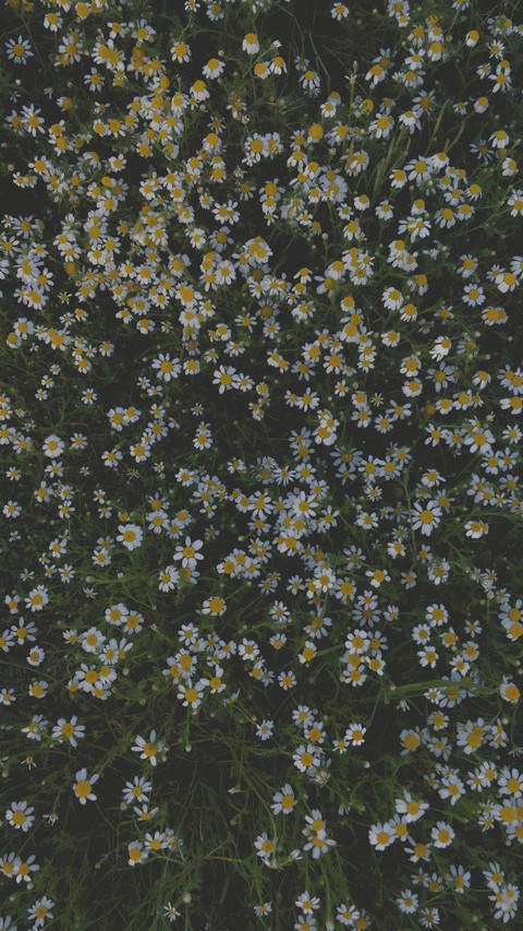 easy spring