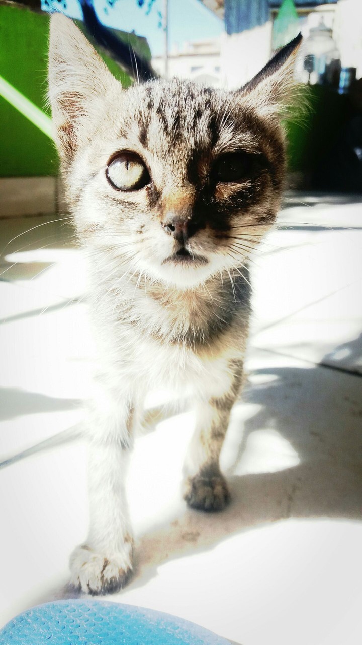 tigrão