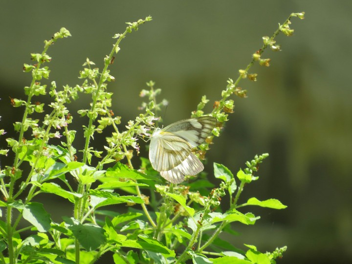 BUTTERFLY