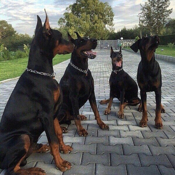 собачки:3