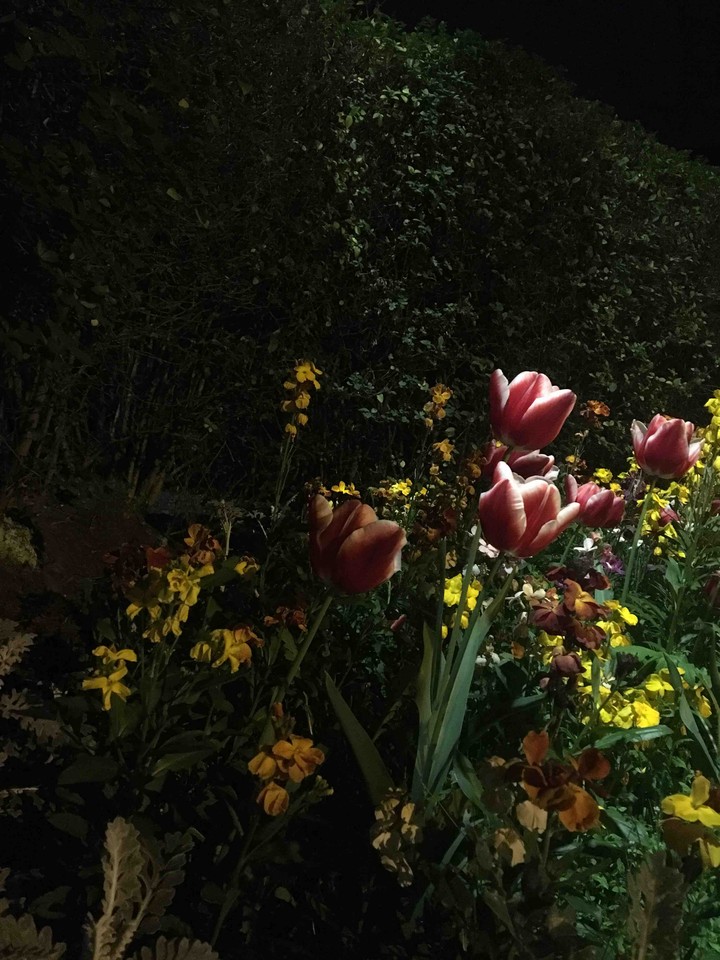 Tulips by night