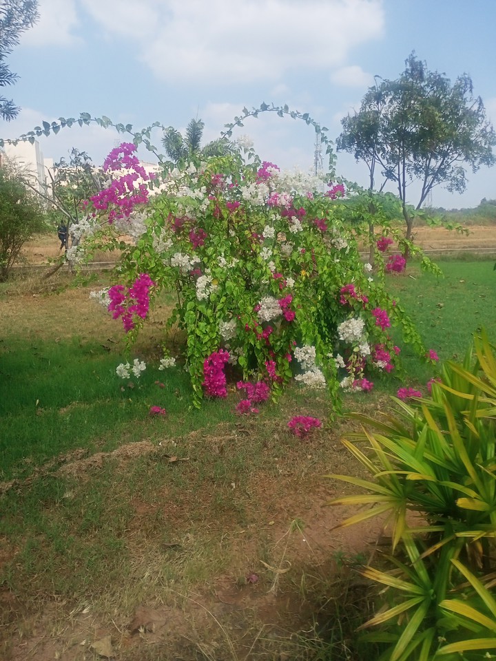 flowers