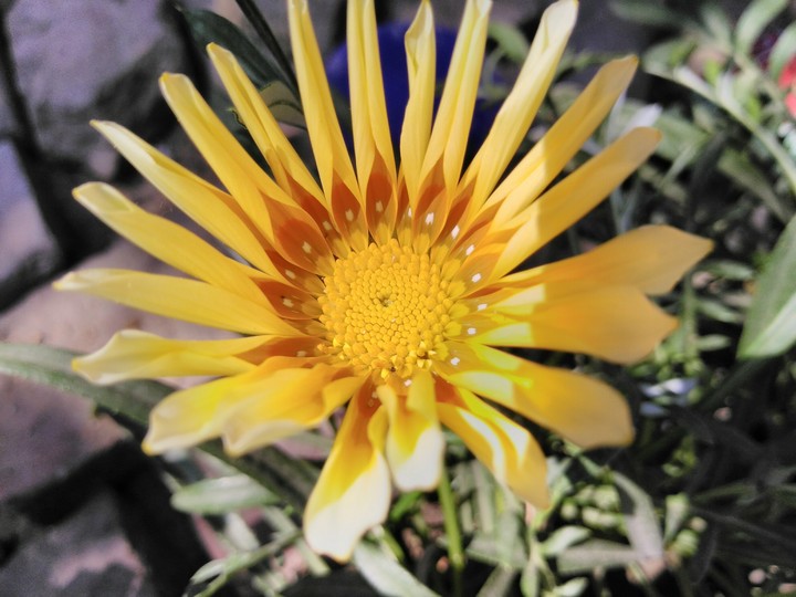 gazaniya flower. for u....new friend.