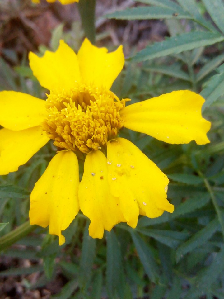 flower