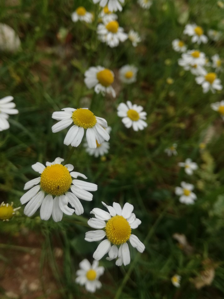 flowers...baboneh