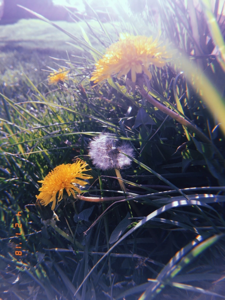 Dandelion