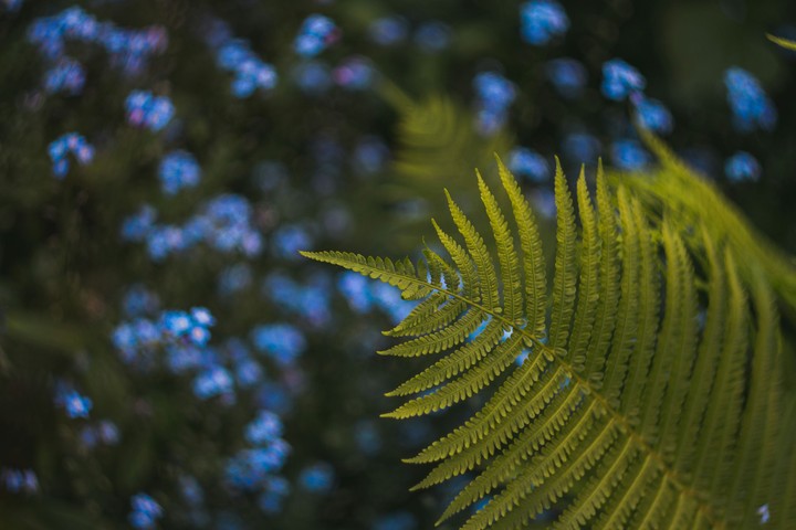 Plant