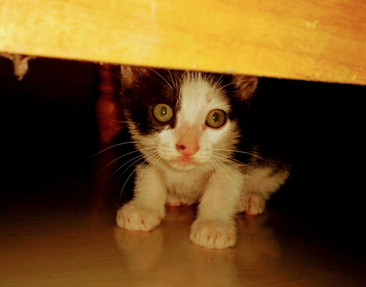 kitty