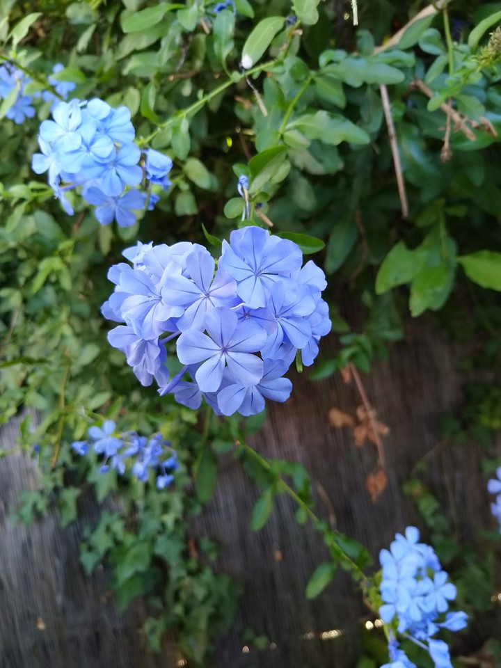 the garden bloom