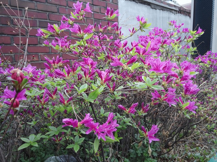 Pink Flower