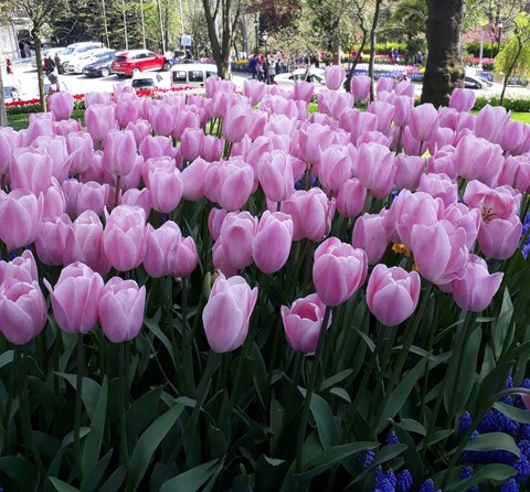 Istanbul Tulip Festival
