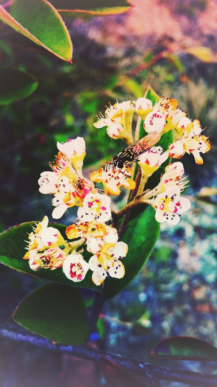 flowers and fly