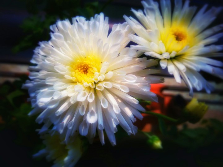 Incredible flower