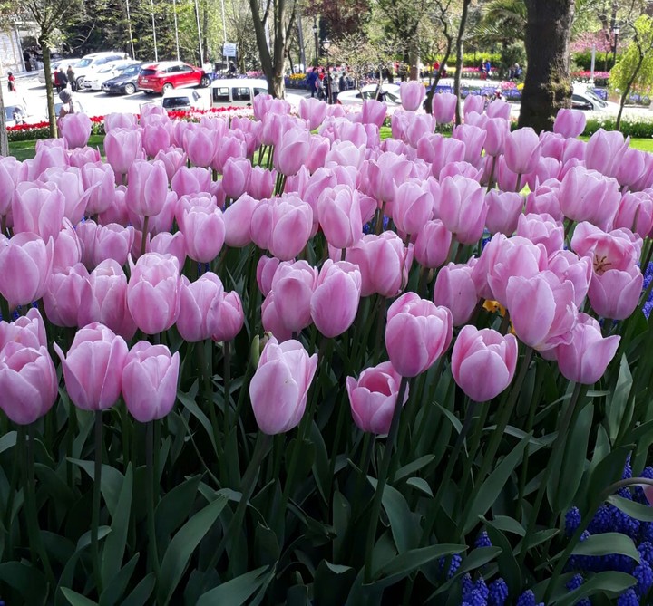 Istanbul Tulip Festival