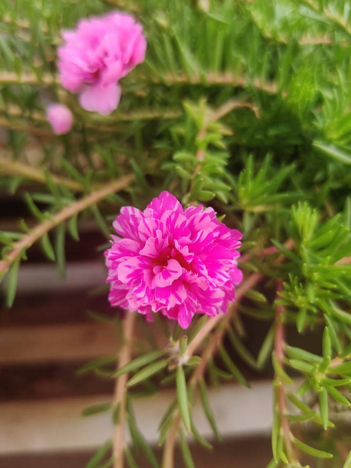 pink