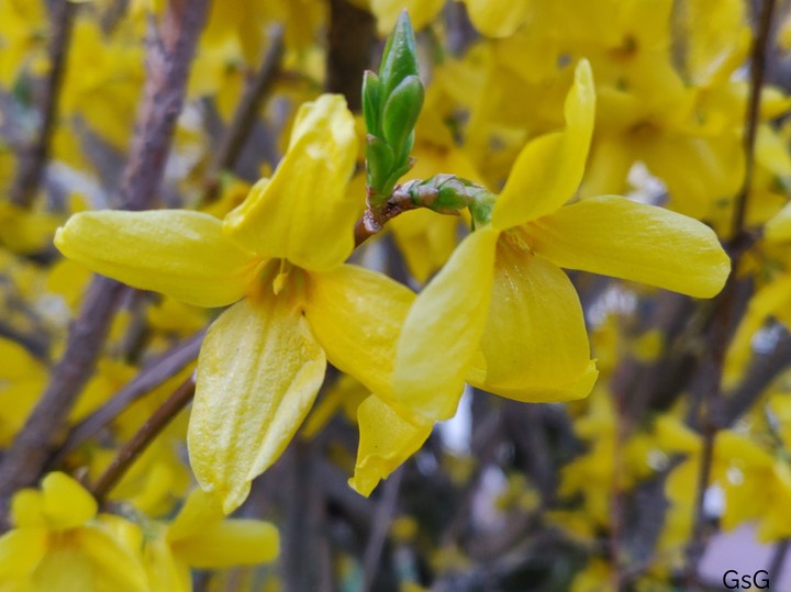 Forsythia koreana flowers