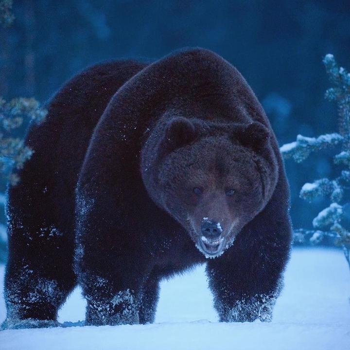 Brown bear