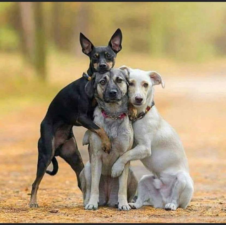 Friendship is everywhere