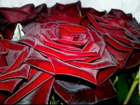 red roses