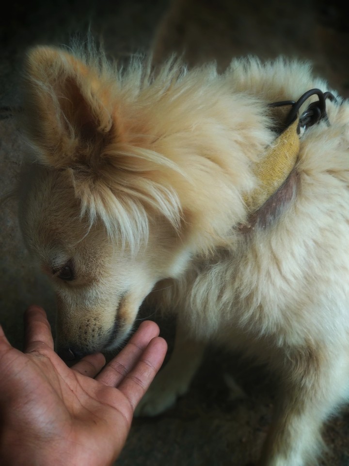 Dog