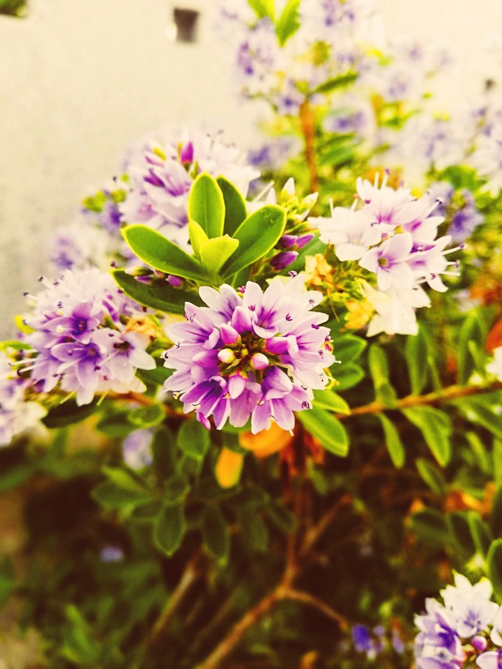 flower 2