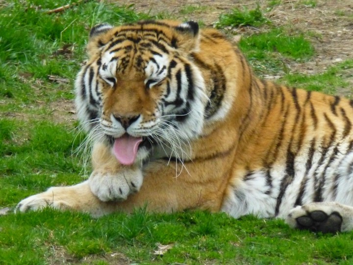 Playful tiger