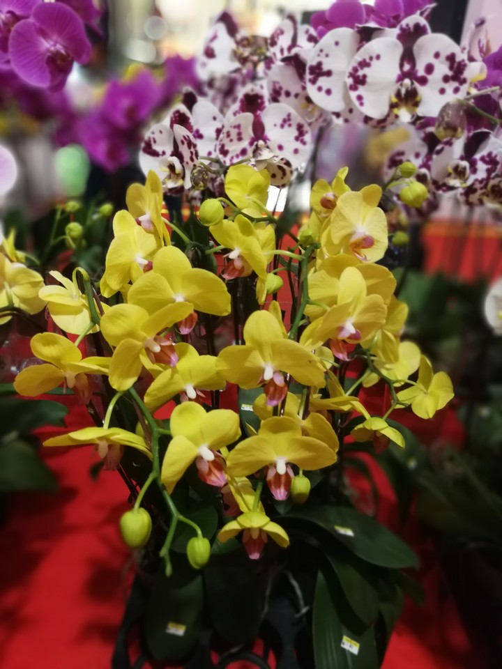 flowers