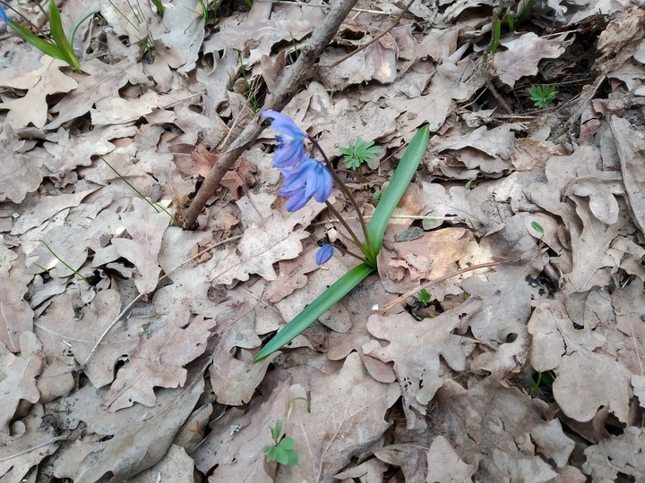 flower